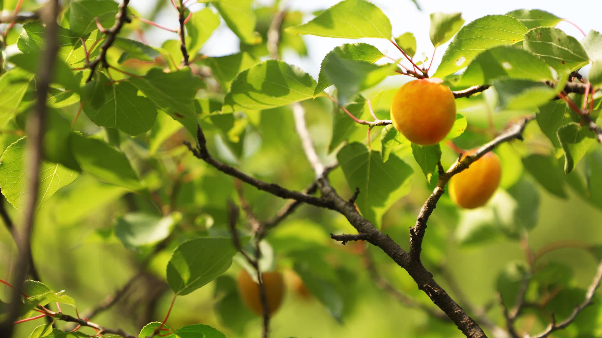 apricot01.jpg