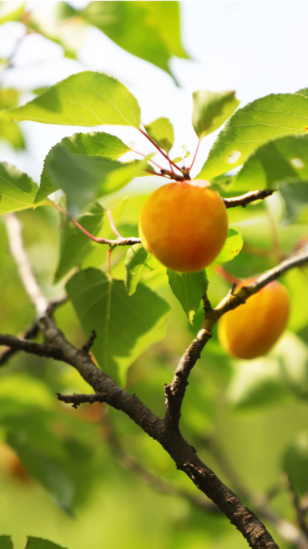 apricot01_sp.jpg